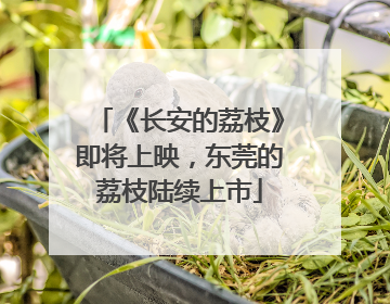 《长安的荔枝》即将上映，东莞的荔枝陆续上市