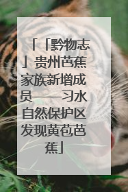 「黔物志」贵州芭蕉家族新增成员——习水自然保护区发现黄苞芭蕉
