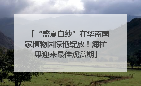 “盛夏白纱”在华南国家植物园惊艳绽放！海杧果迎来最佳观赏期