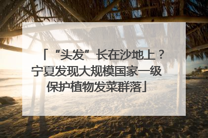“头发”长在沙地上？宁夏发现大规模国家一级保护植物发菜群落