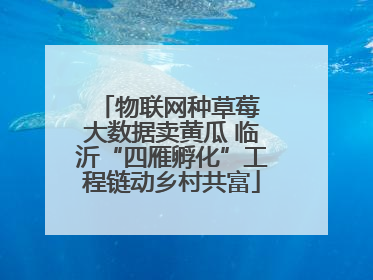 物联网种草莓 大数据卖黄瓜 临沂“四雁孵化”工程链动乡村共富