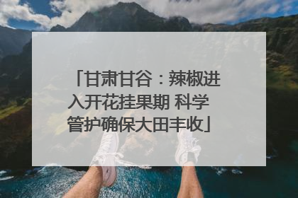 甘肃甘谷：辣椒进入开花挂果期 科学管护确保大田丰收