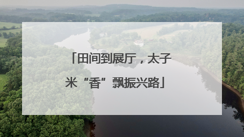 田间到展厅，太子米“香”飘振兴路