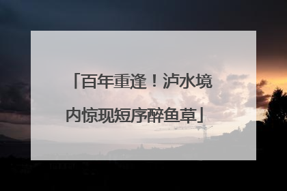 百年重逢！泸水境内惊现短序醉鱼草