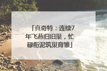 真奇特：连续7年飞燕归旧巢，忙碌衔泥筑巢育雏