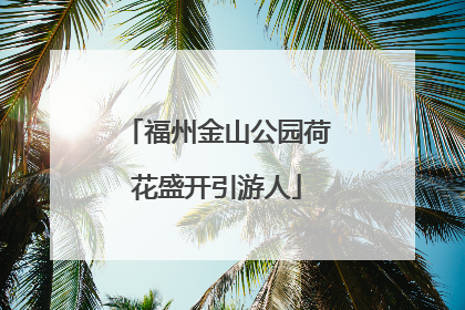 福州金山公园荷花盛开引游人