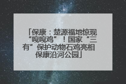 保康：楚源福地惊现“嘎嘎鸡”！国家“三有”保护动物石鸡亮相保康沿河公园