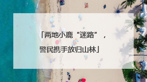 两地小鹿“迷路”，警民携手放归山林