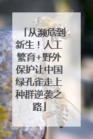 从濒危到新生！人工繁育+野外保护让中国绿孔雀走上种群逆袭之路