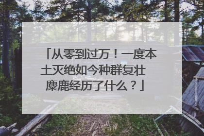 从零到过万！一度本土灭绝如今种群复壮 麋鹿经历了什么？