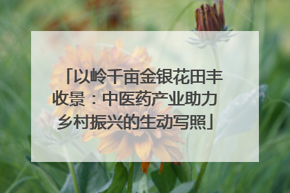 以岭千亩金银花田丰收景：中医药产业助力乡村振兴的生动写照