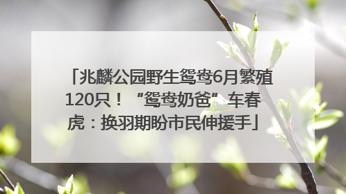 兆麟公园野生鸳鸯6月繁殖120只！“鸳鸯奶爸”车春虎：换羽期盼市民伸援手