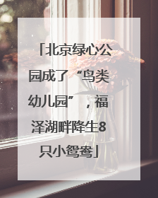 北京绿心公园成了“鸟类幼儿园”，福泽湖畔降生8只小鸳鸯