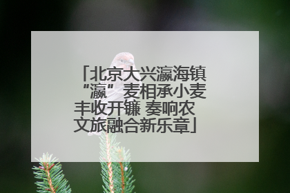 北京大兴瀛海镇“瀛”麦相承小麦丰收开镰 奏响农文旅融合新乐章