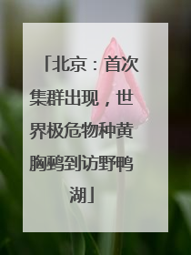 北京：首次集群出现，世界极危物种黄胸鹀到访野鸭湖