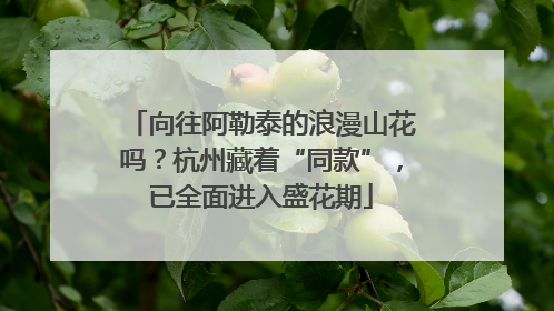 向往阿勒泰的浪漫山花吗？杭州藏着“同款”，已全面进入盛花期
