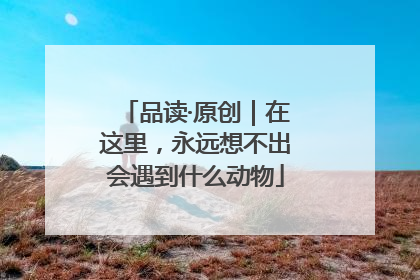 品读·原创｜在这里，永远想不出会遇到什么动物