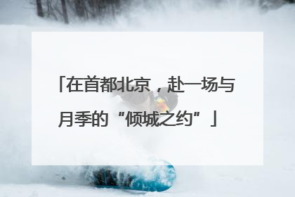 在首都北京，赴一场与月季的“倾城之约”