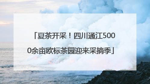 夏茶开采！四川通江5000余亩欧标茶园迎来采摘季