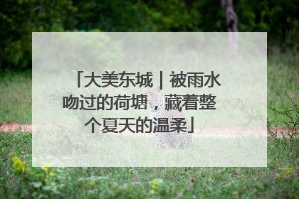 大美东城｜被雨水吻过的荷塘，藏着整个夏天的温柔