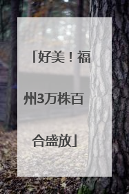 好美！福州3万株百合盛放