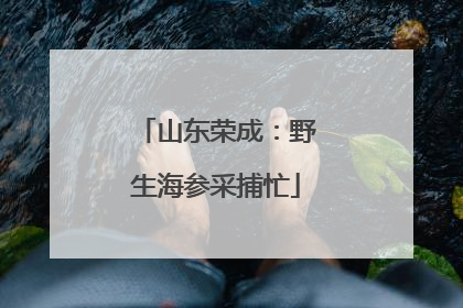 山东荣成：野生海参采捕忙