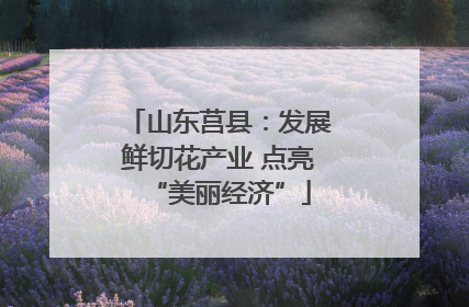 山东莒县：发展鲜切花产业 点亮“美丽经济”