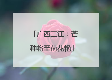 广西三江：芒种将至荷花艳