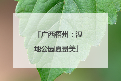 广西梧州：湿地公园夏景美
