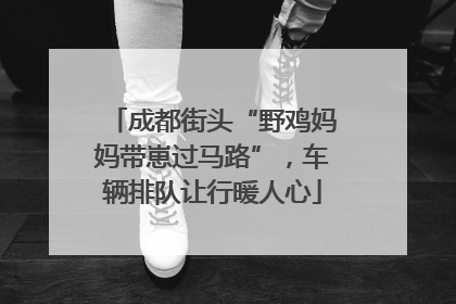 成都街头“野鸡妈妈带崽过马路”，车辆排队让行暖人心