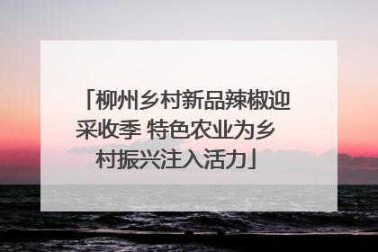 柳州乡村新品辣椒迎采收季 特色农业为乡村振兴注入活力