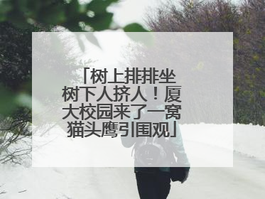树上排排坐 树下人挤人！厦大校园来了一窝猫头鹰引围观