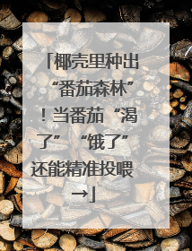 椰壳里种出“番茄森林”！当番茄“渴了”“饿了”还能精准投喂→