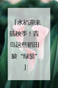 水稻迎来插秧季！青岛这些稻田披“绿装”