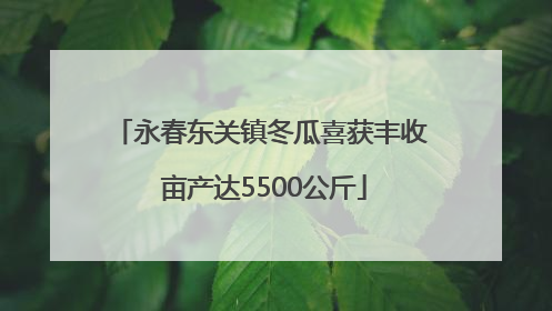 永春东关镇冬瓜喜获丰收 亩产达5500公斤