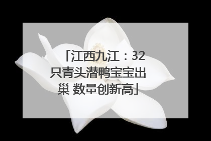 江西九江：32只青头潜鸭宝宝出巢 数量创新高
