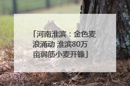 河南淮滨：金色麦浪涌动 淮滨80万亩弱筋小麦开镰