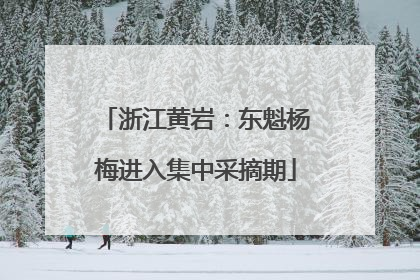 浙江黄岩：东魁杨梅进入集中采摘期