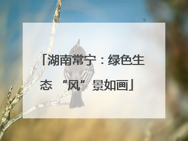 湖南常宁：绿色生态 “风”景如画