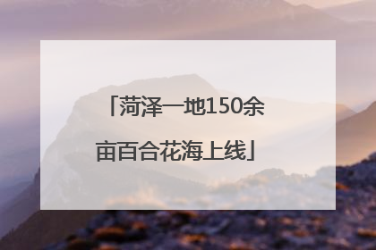 菏泽一地150余亩百合花海上线
