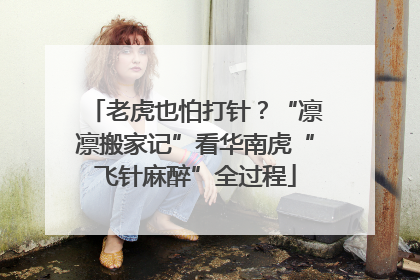 老虎也怕打针？“凛凛搬家记”看华南虎“飞针麻醉”全过程