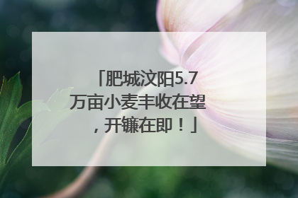 肥城汶阳5.7万亩小麦丰收在望，开镰在即！