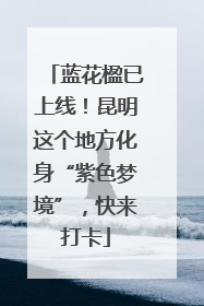 蓝花楹已上线！昆明这个地方化身“紫色梦境”，快来打卡