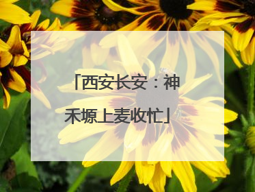 西安长安：神禾塬上麦收忙