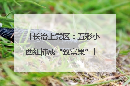 长治上党区：五彩小西红柿成“致富果”