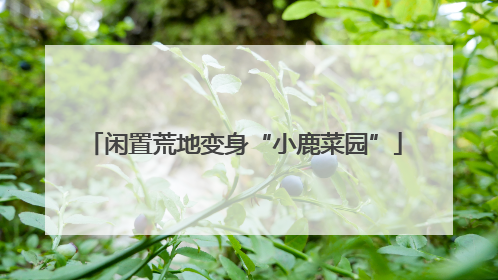 闲置荒地变身“小鹿菜园”