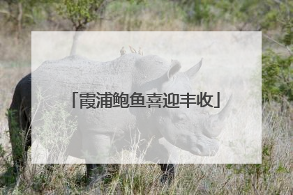 霞浦鲍鱼喜迎丰收