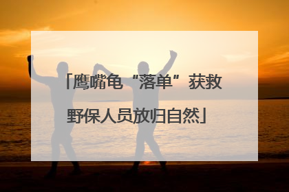 鹰嘴龟“落单”获救 野保人员放归自然
