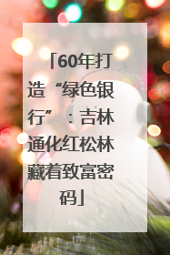 60年打造“绿色银行”：吉林通化红松林藏着致富密码